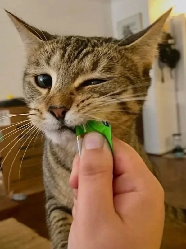 A tabby cat taking a treat from a hand during a drop-in visit