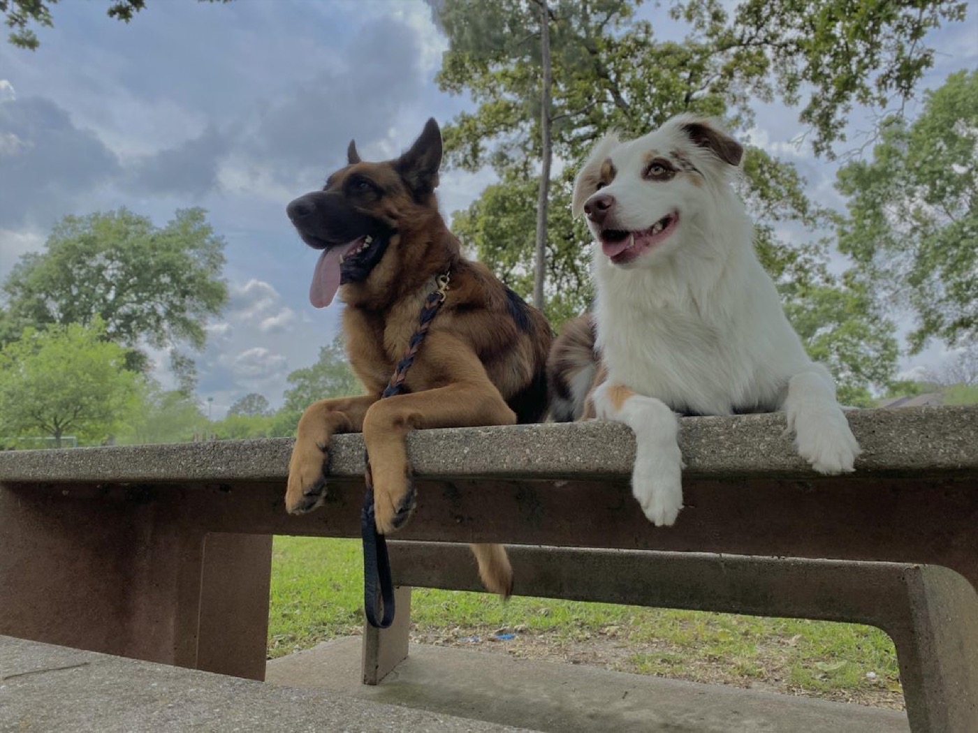 Two happy dogs sitting together on a park bench under Houston trees
