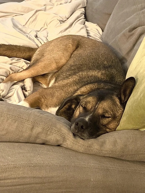 A dog fast asleep on the couch, right at home
