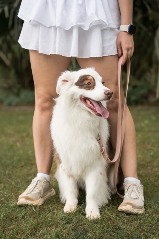An Australian shepherd sitting at their walker's feet, leash on, ready to go