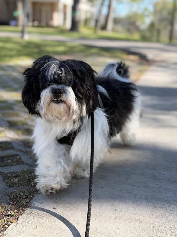 A shih tzu trotting happily down a sunny sidewalk on leash